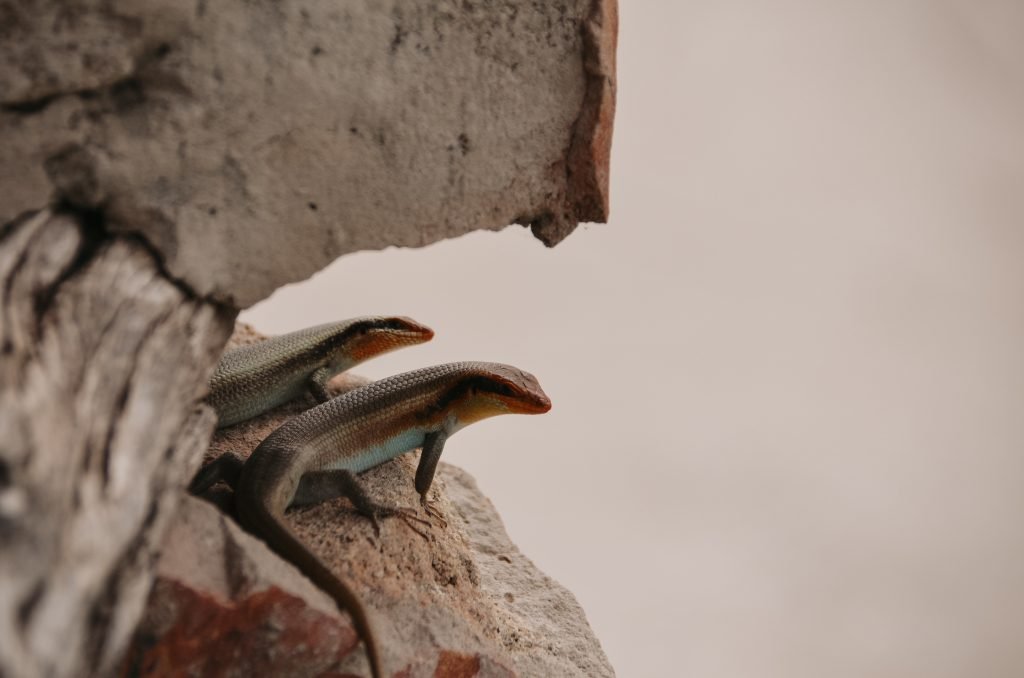Salamander in Botswana