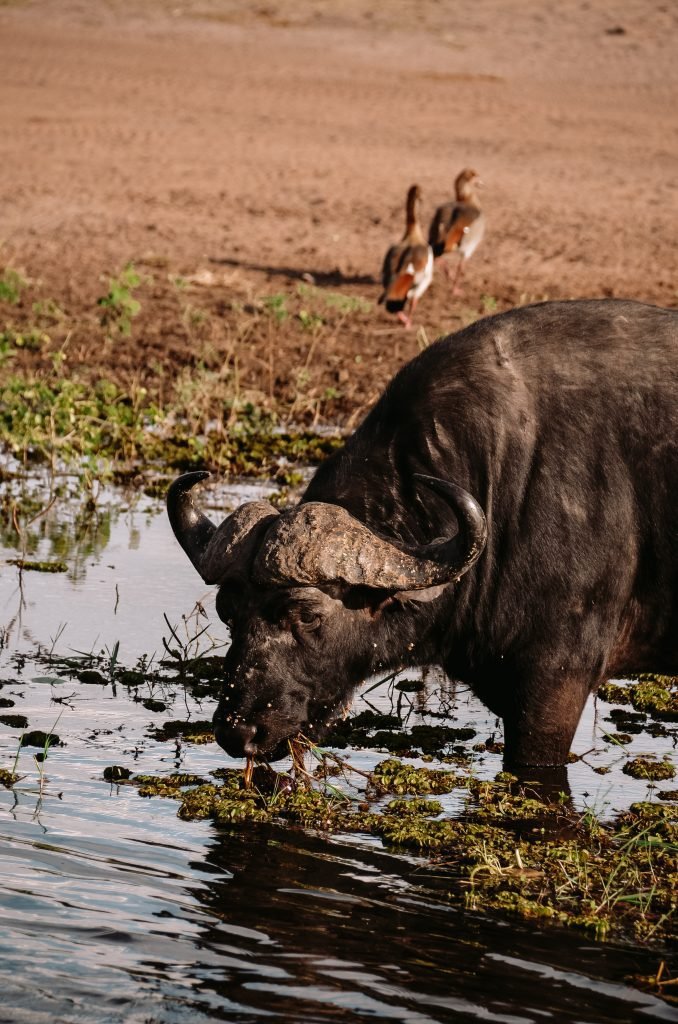 Waterbuffel Botswana