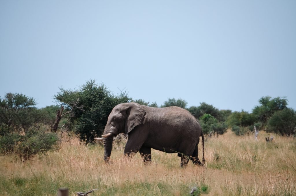 Olifant Botswana