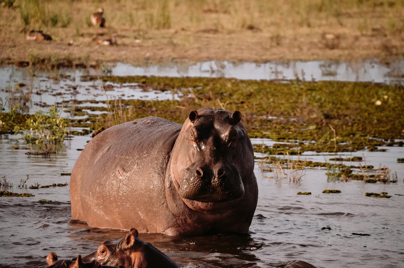 Nijlpaard in Botswana
