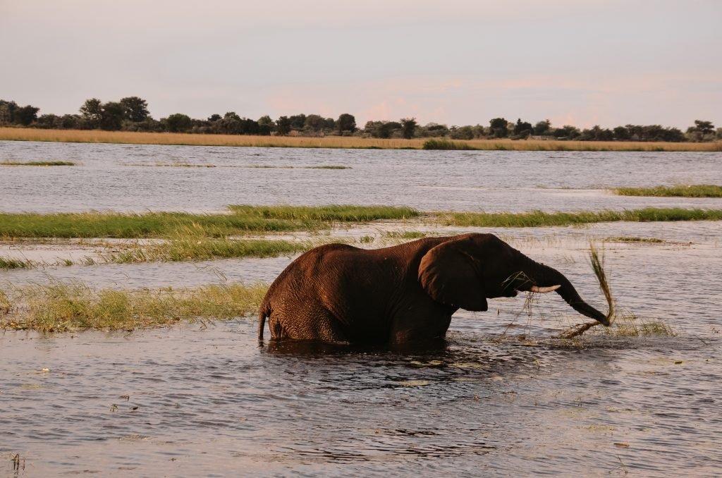 Olifant Botswana
