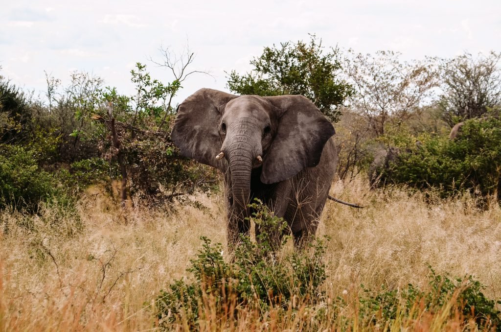 Olifant in Botswana