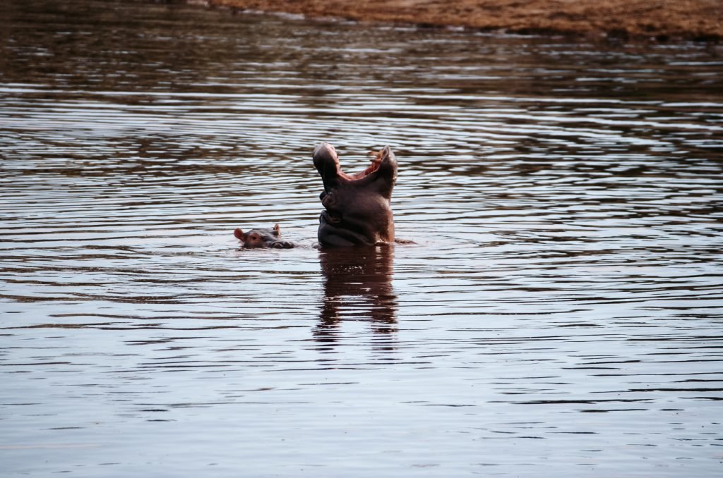 Nijlpaard Botswana
