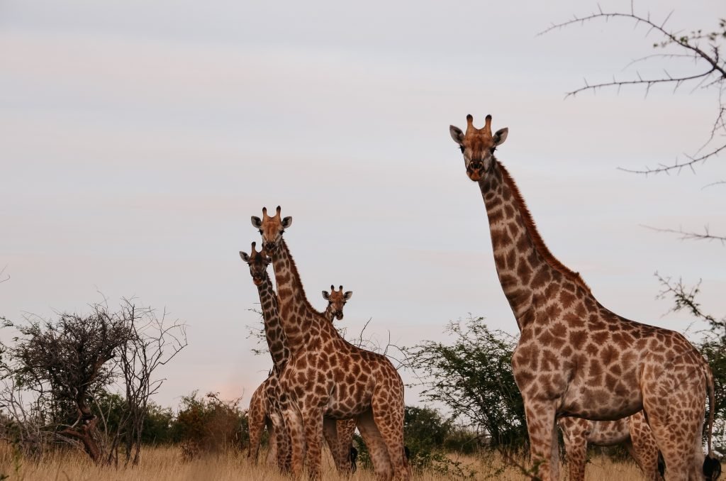 Giraffe Botswana