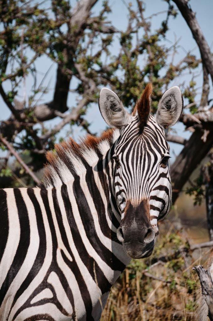 Zebra Botswana
