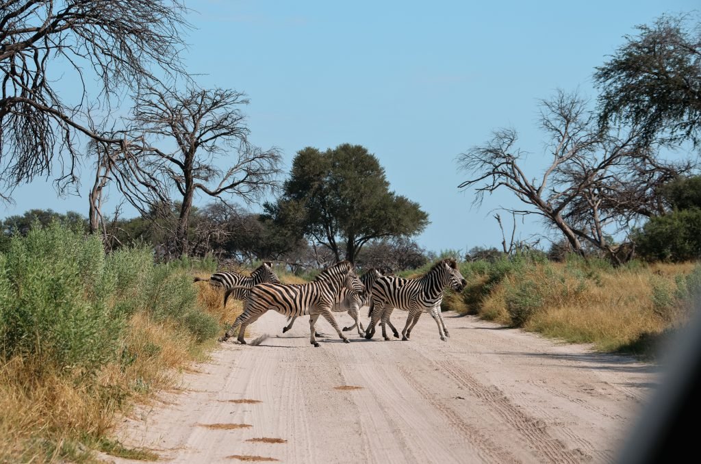 Zebra Botswana