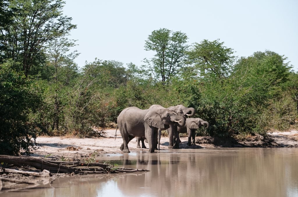 Olifanten in Botswana