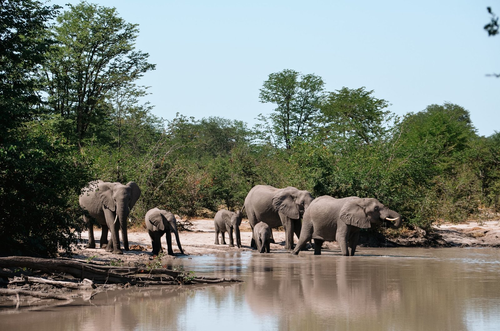Olifanten in Botswana