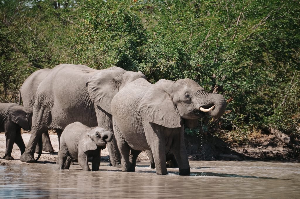 Olifanten in Botswana