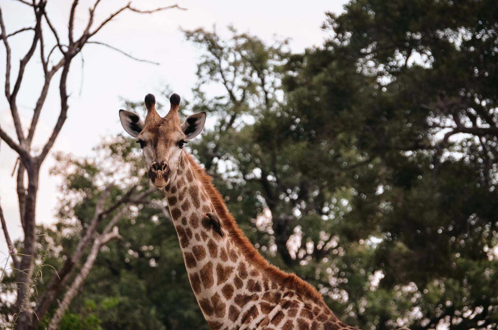 Giraffe in Botswana