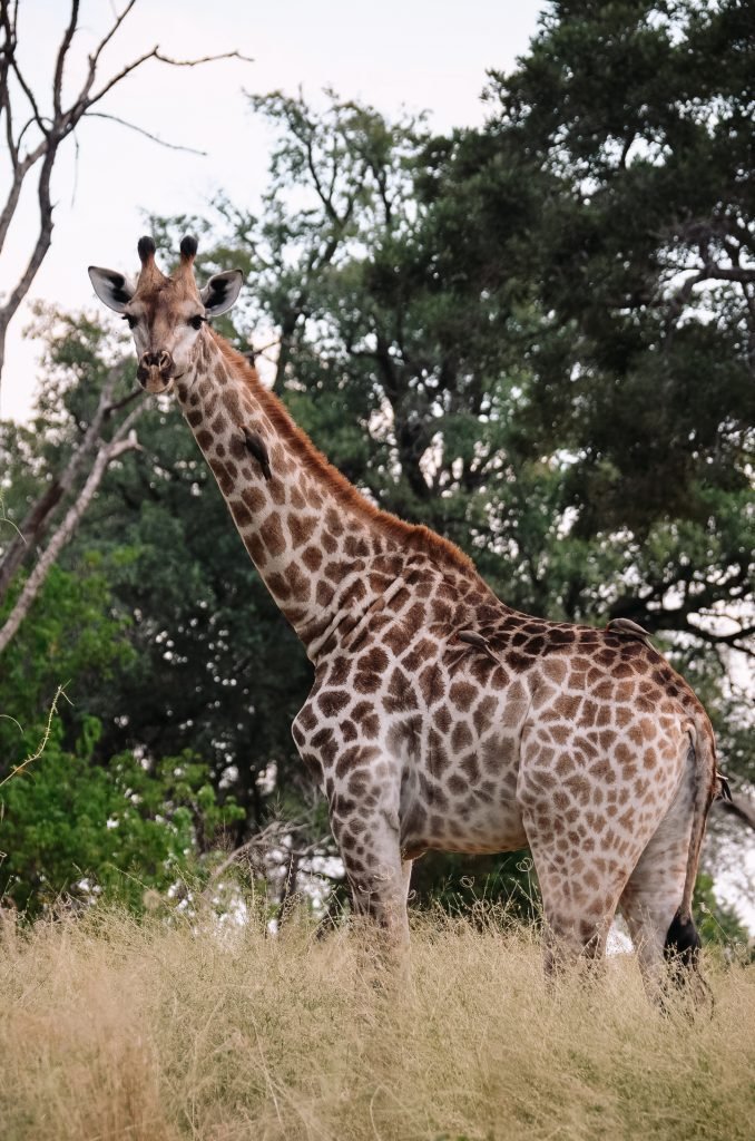 Giraffe Botswana