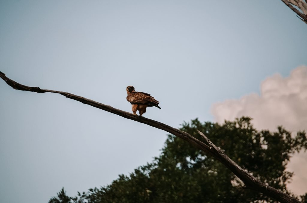 Arend in Botswana