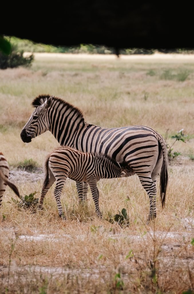 Zebra Botswana