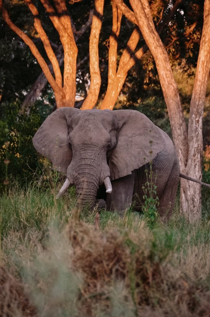 Olifant Botswana