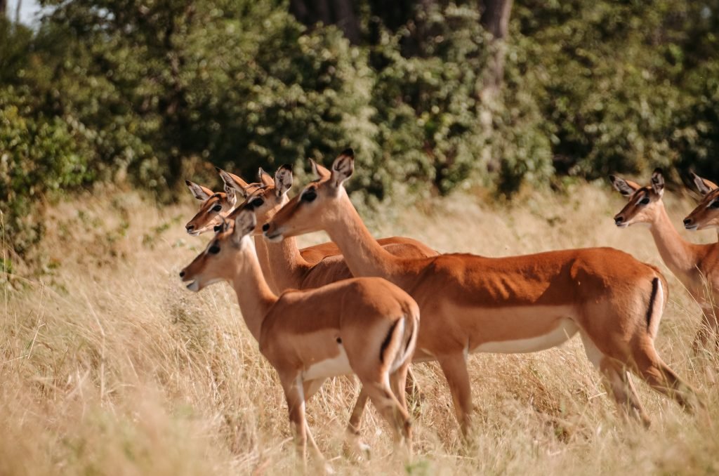 Antilopen in Botswana
