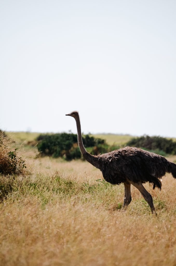 Struisvogel in Botswana