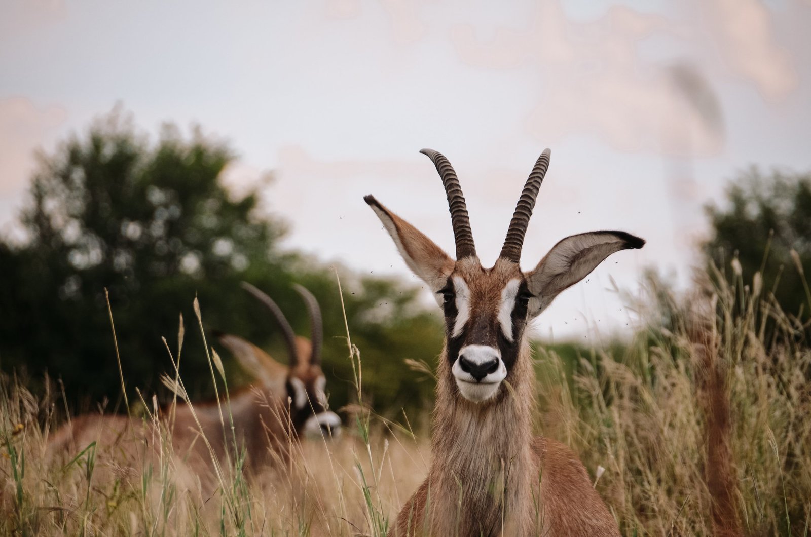 Antilope Botswana