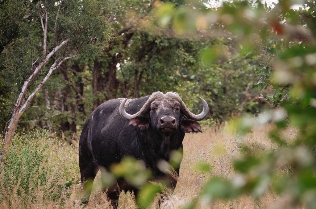 Waterbuffel Botswana