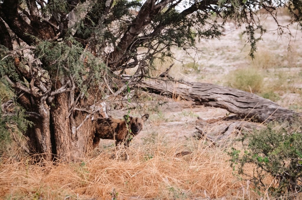 Wilde hond in Botswana