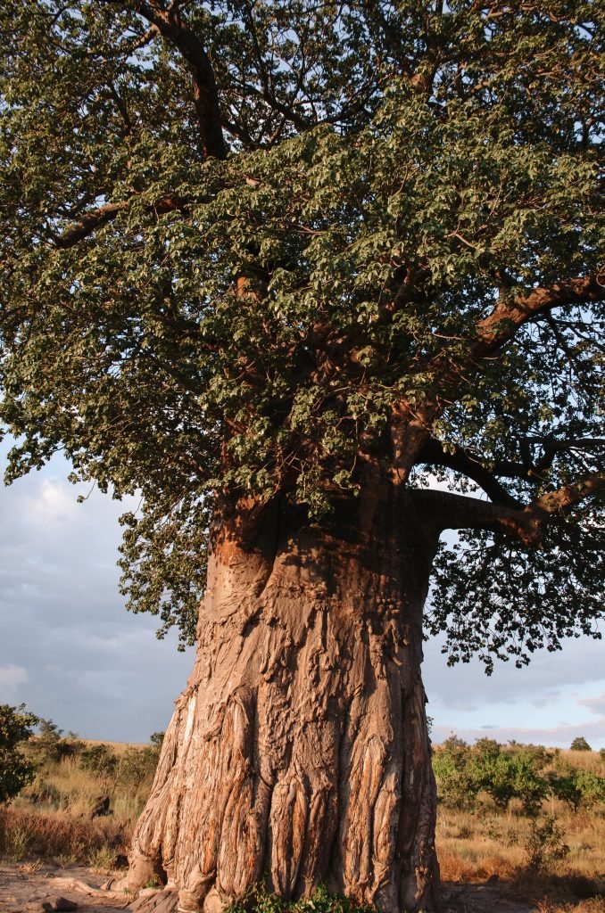 Grote boom in Botswana