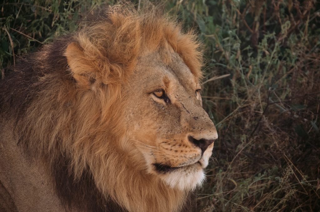 Leeuw in Botswana Khwai