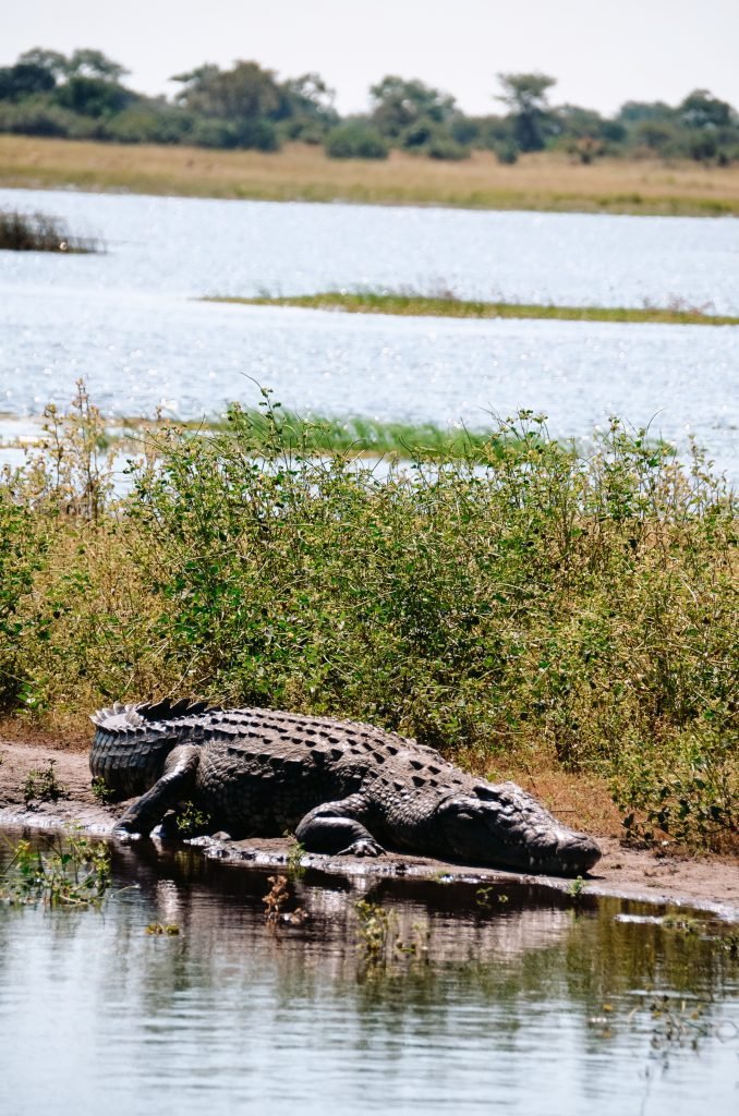Krokodil in Botswana