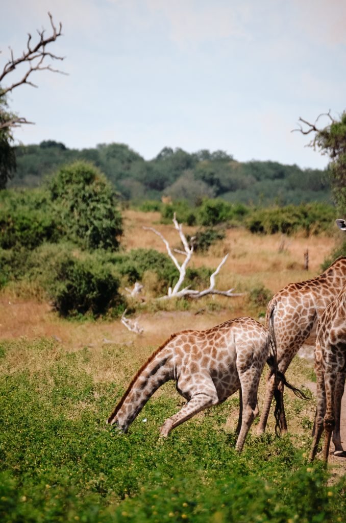 Giraffe in Botswana