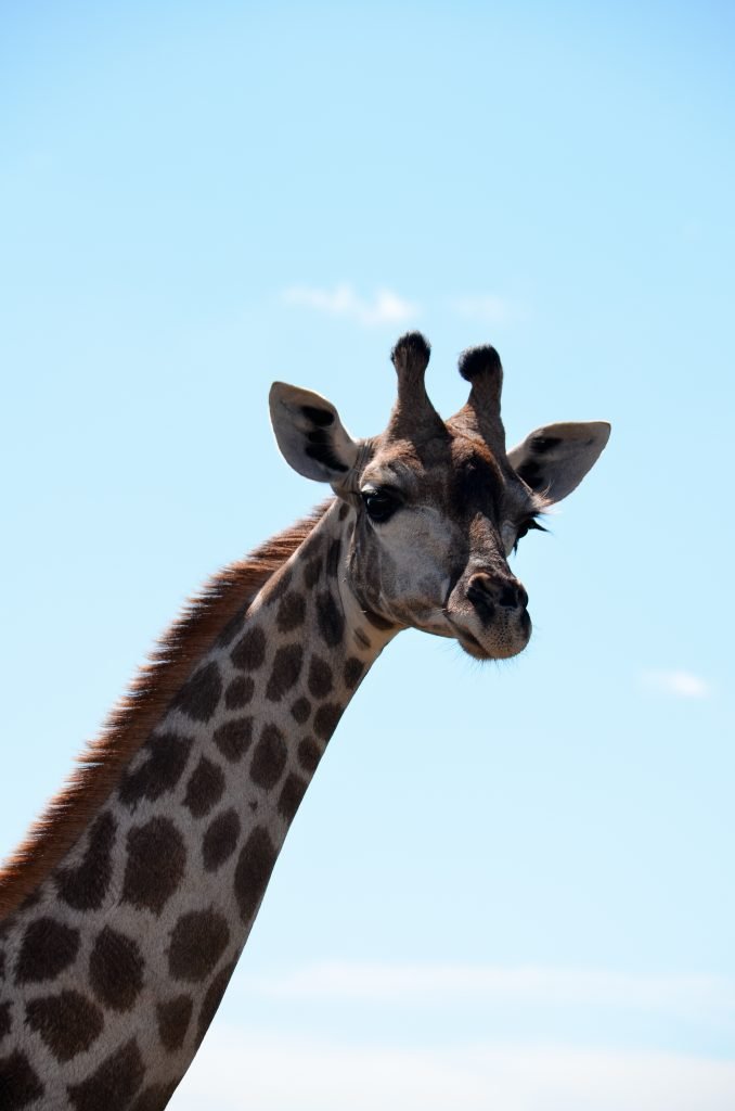Giraffe in Botswana