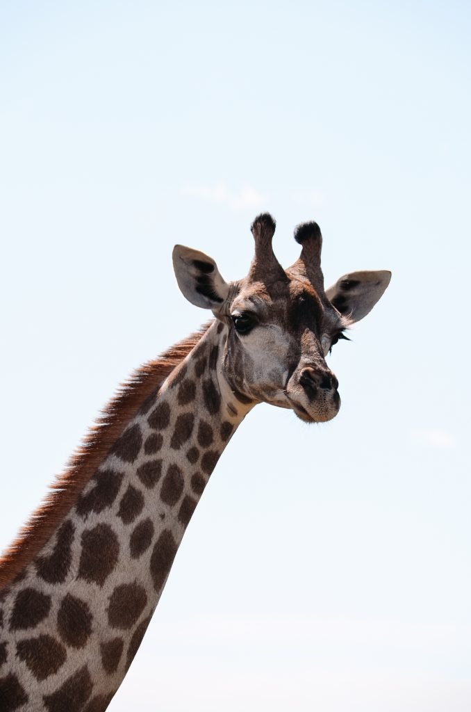 Giraffe Botswana