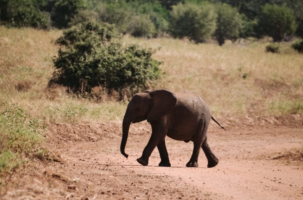Olifant kalf in Botswana