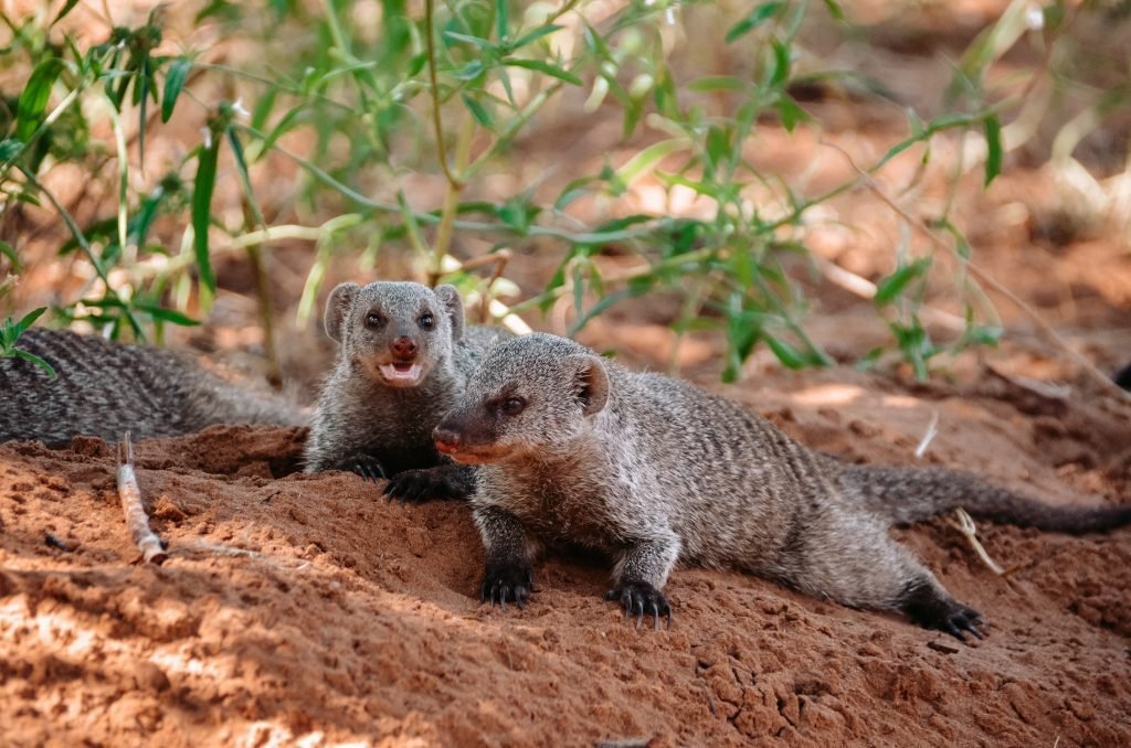 Stokstaartjes in Botswana