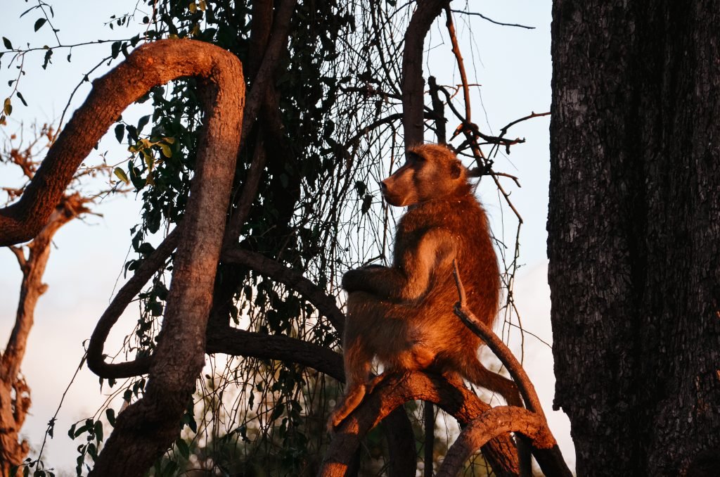 Bavianen in Botswana