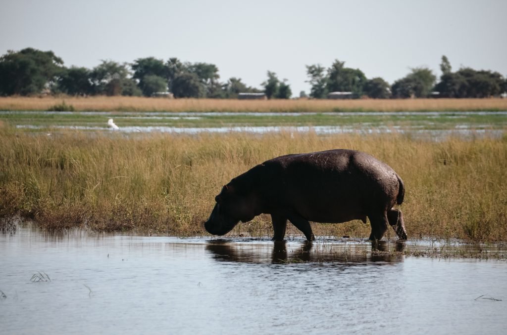 Nijlpaard in Botswana
