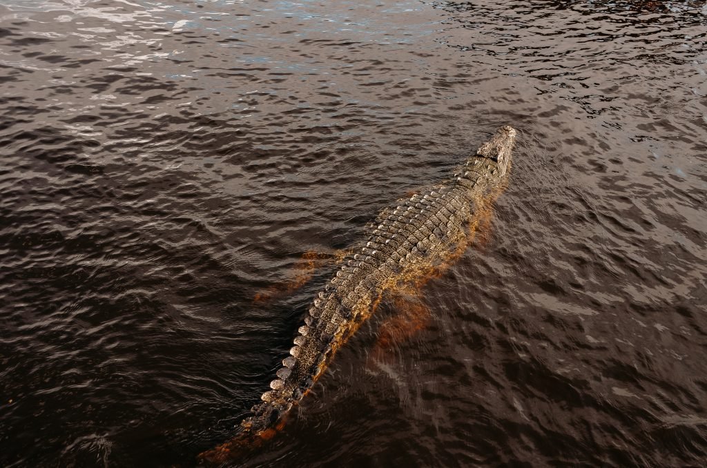 Krokodil in Botswana chobe rivier