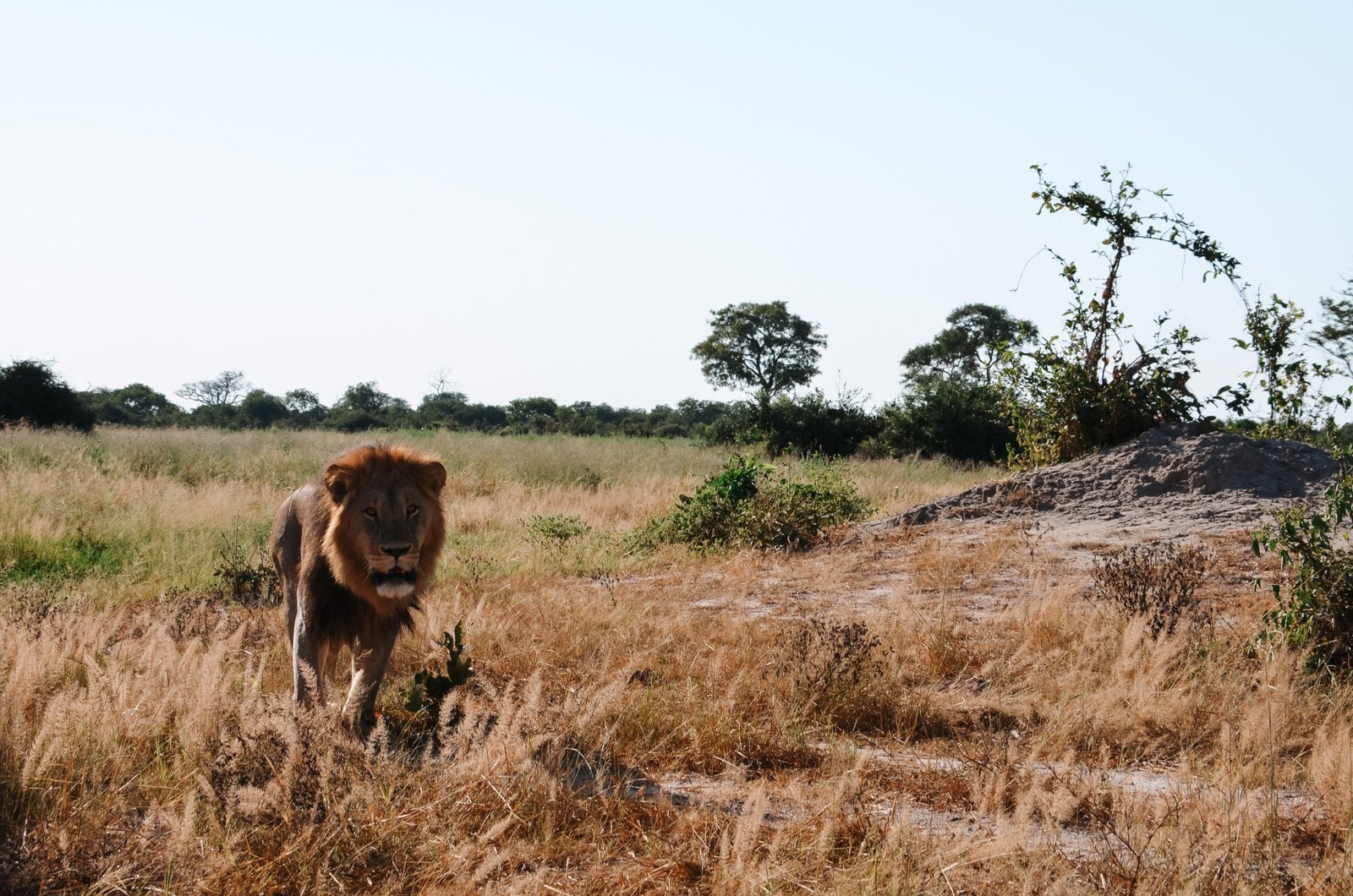 Leeuw Botswana Khwai